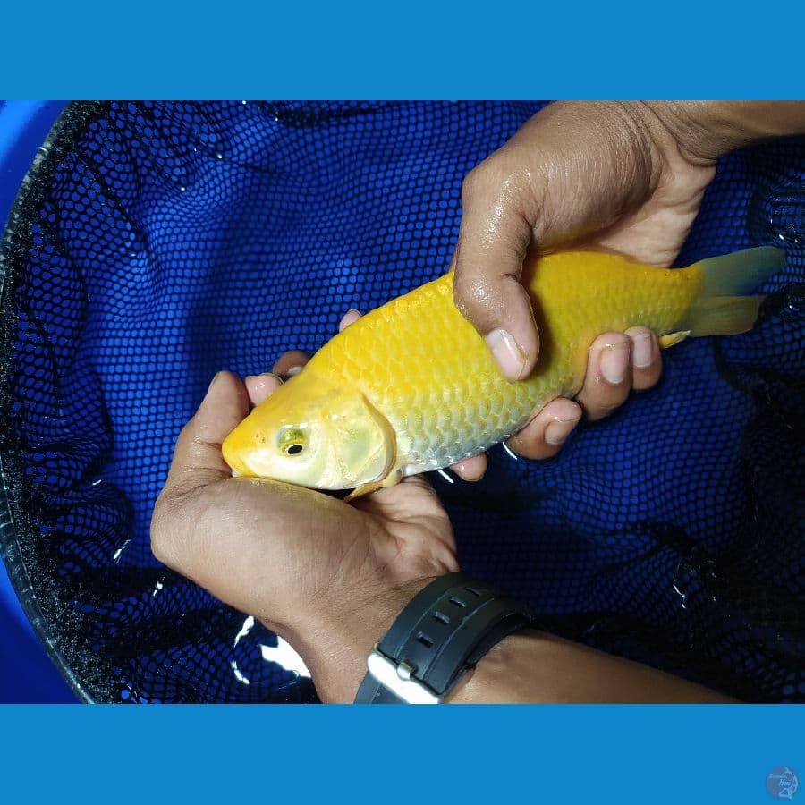 Karashi 26 CM