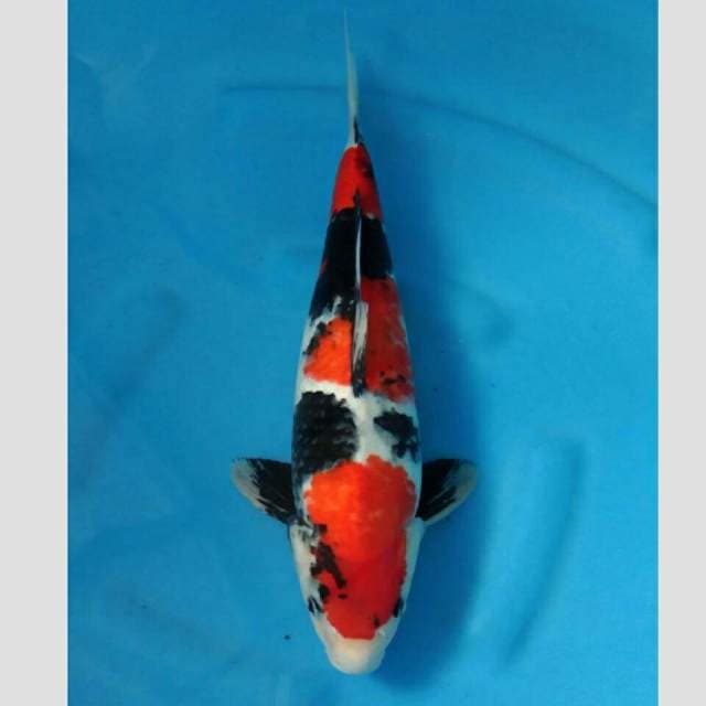showa import koleksi super 45bu