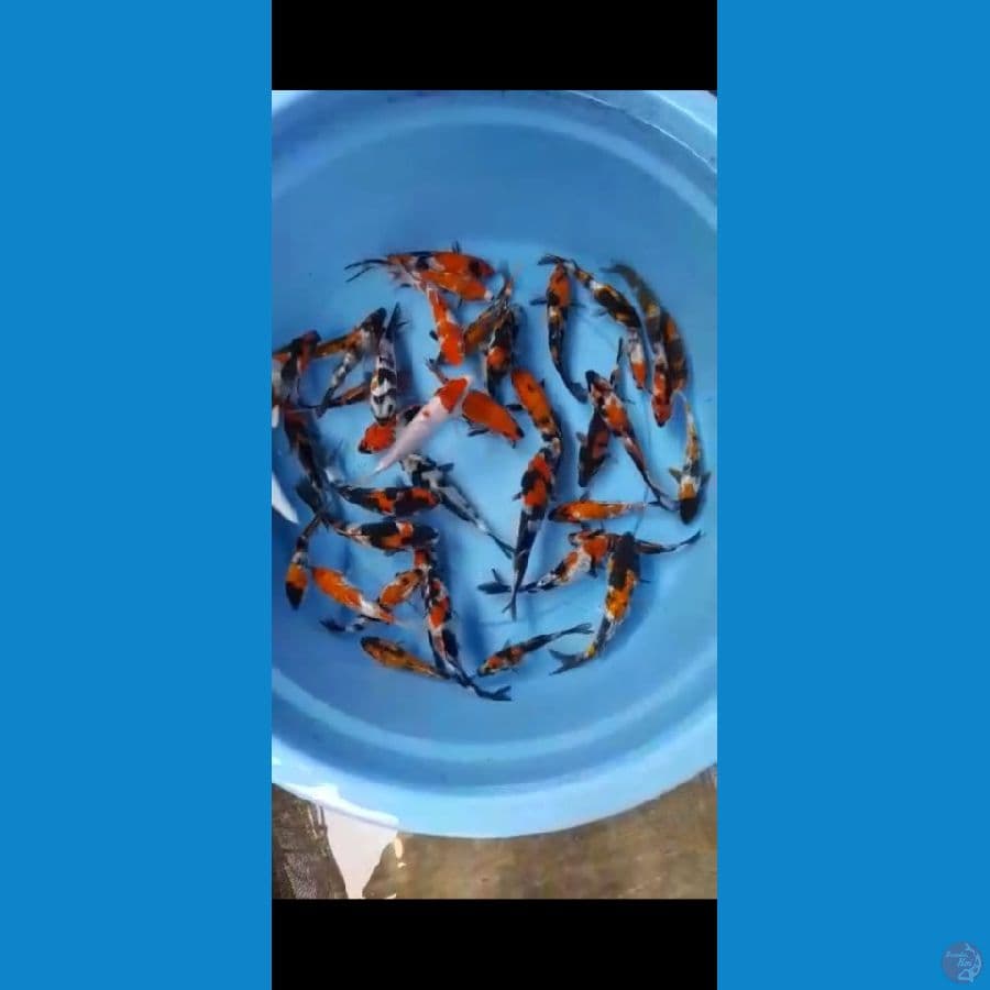 Paket Showa