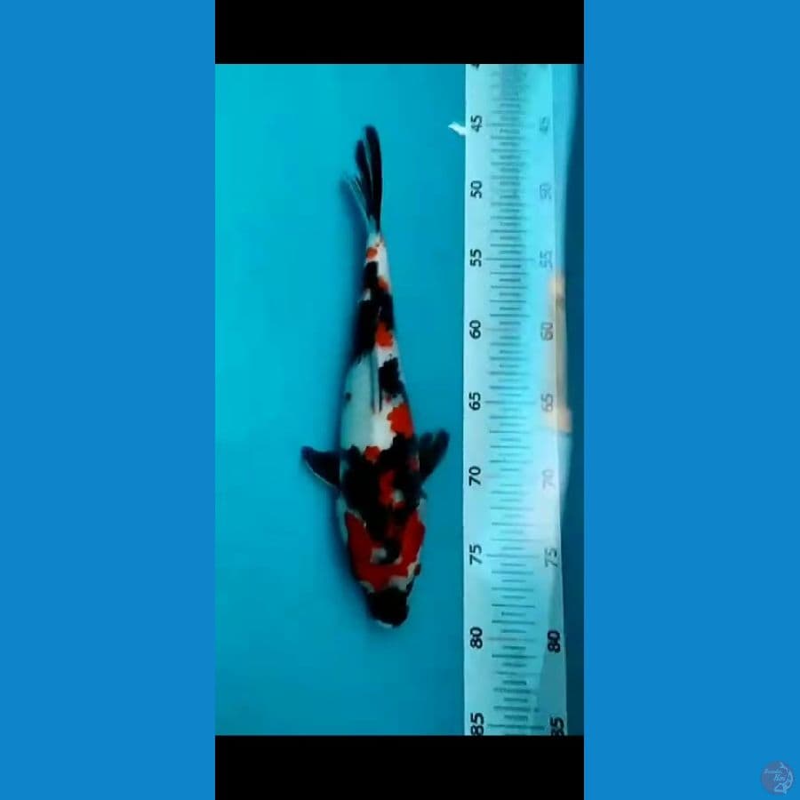 showa 30cm/male