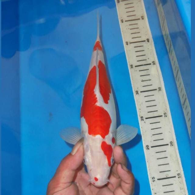 KINDAI KOHAKU