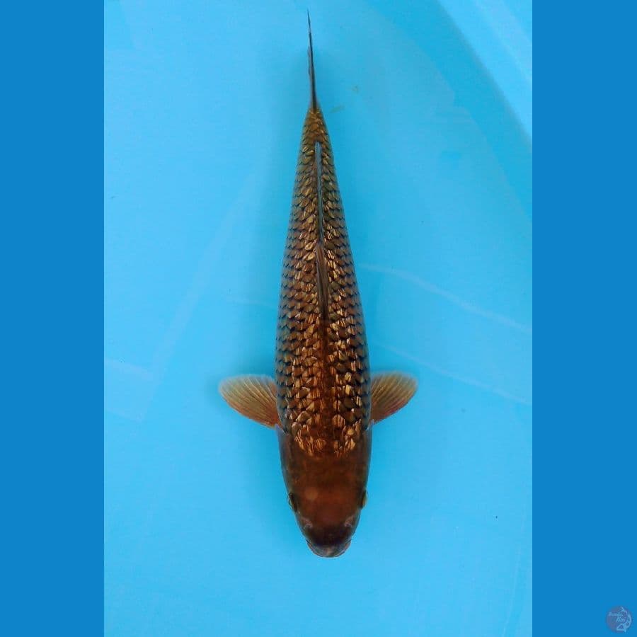 Midori Ginrin 39Cm - Male