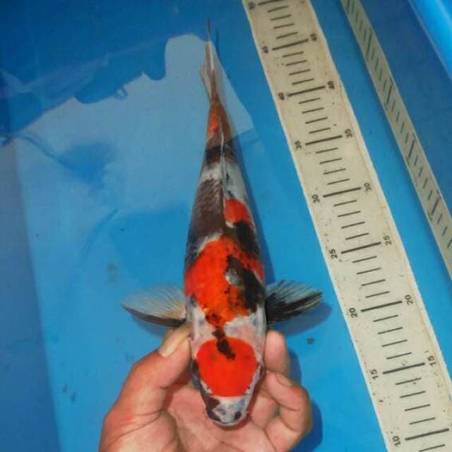 MARUTEN KINDAI SHOWA
