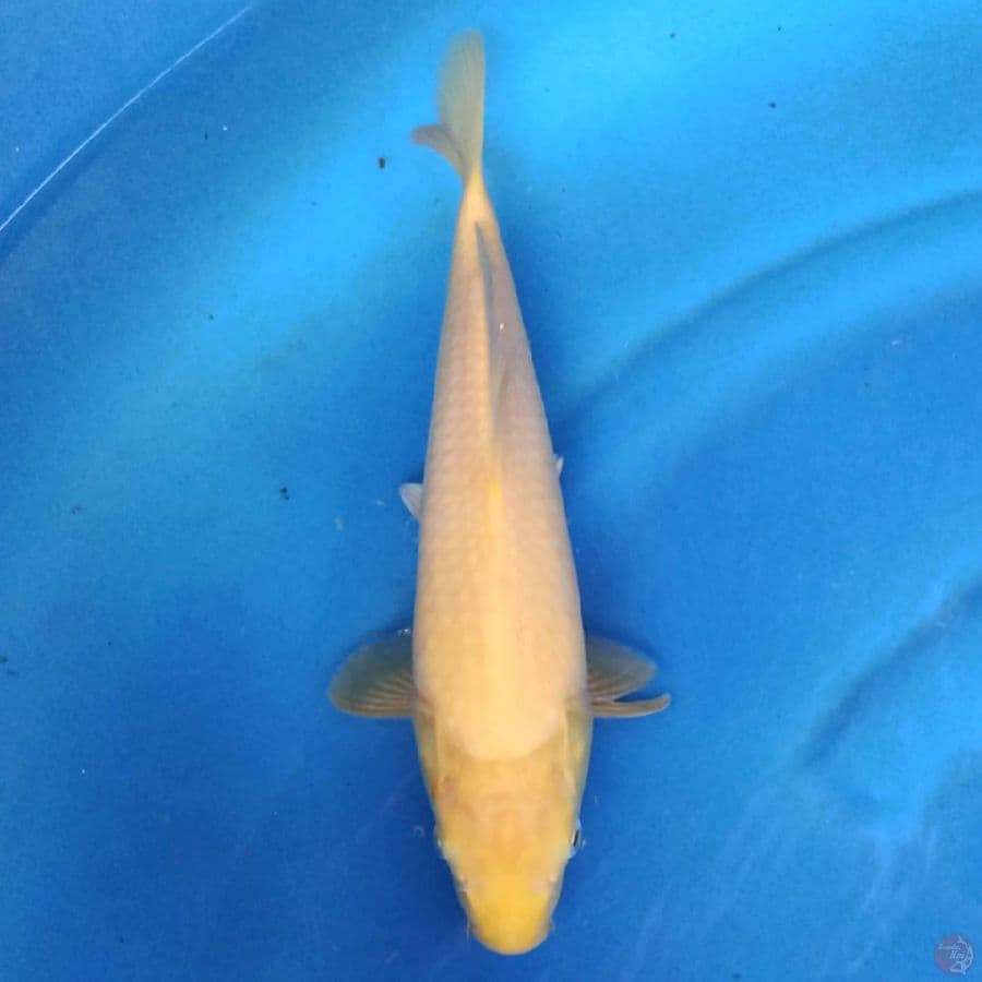 Karashi 31 cm