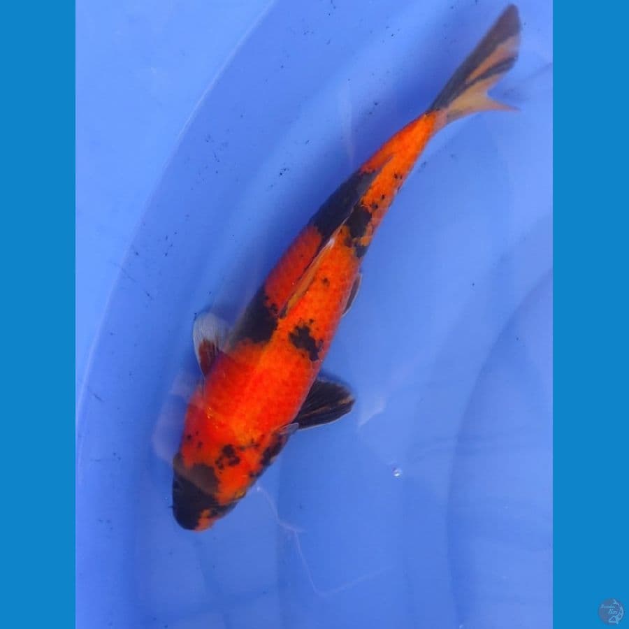 Hi Utsuri 28cm