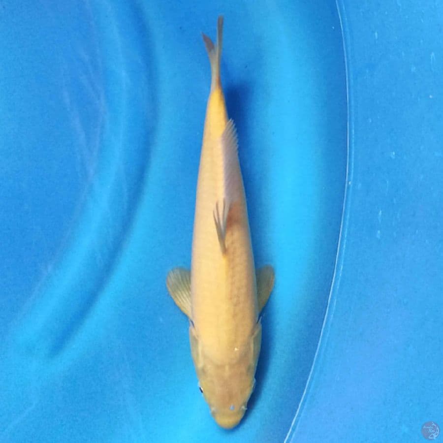 Karashi 31 cm