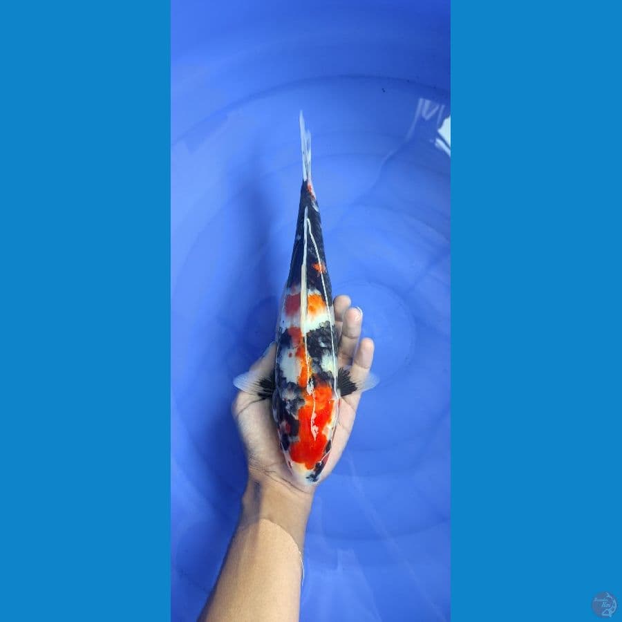 Showa 31cm