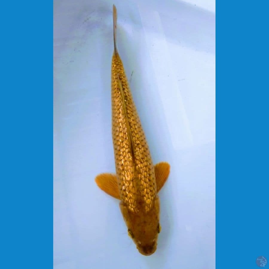 Midori Ginrin 32Cm - Male