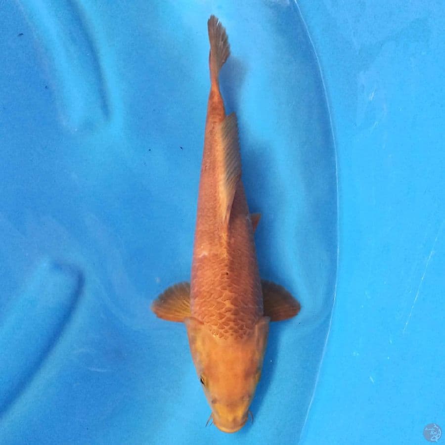 Chagoi 32cm