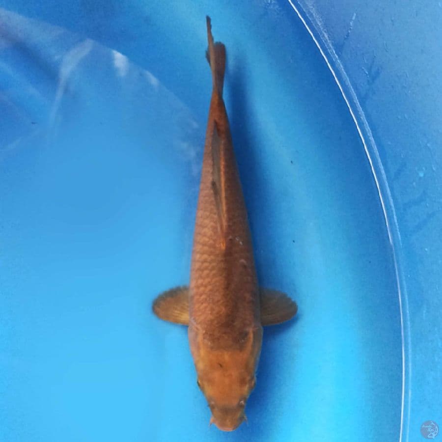 Chagoi 30cm