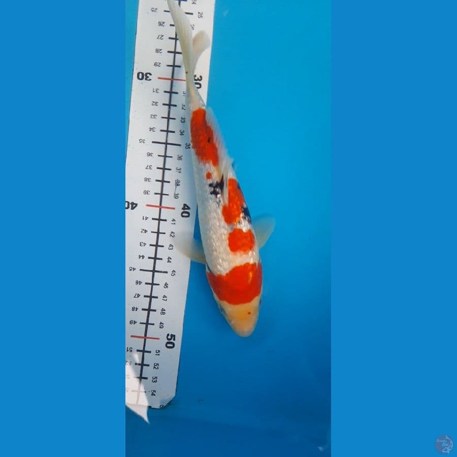 Sanke Ginrin 23 Cm