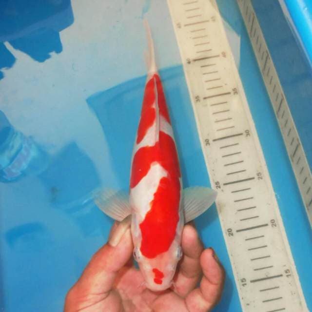 KOHAKU RED DEVIL
