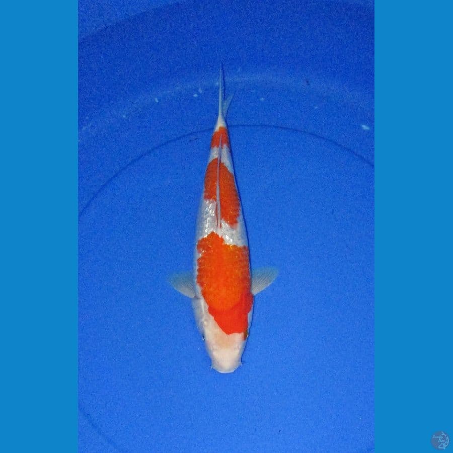 Kohaku Ginrin