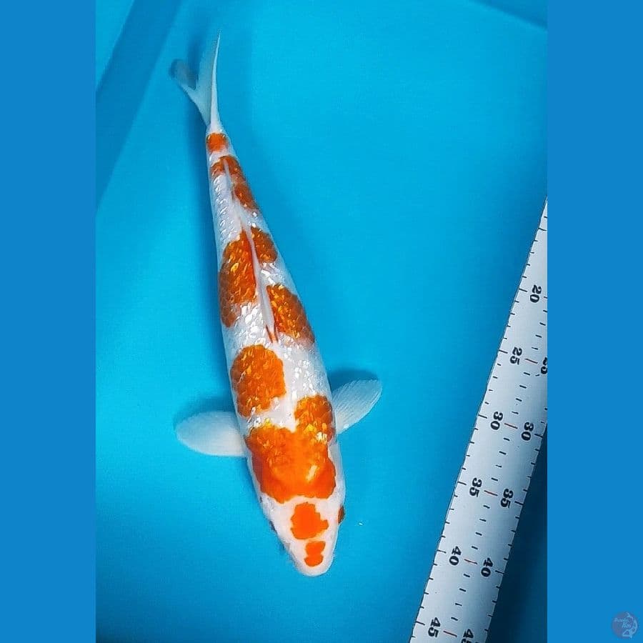 kohaku ginrin 39cm