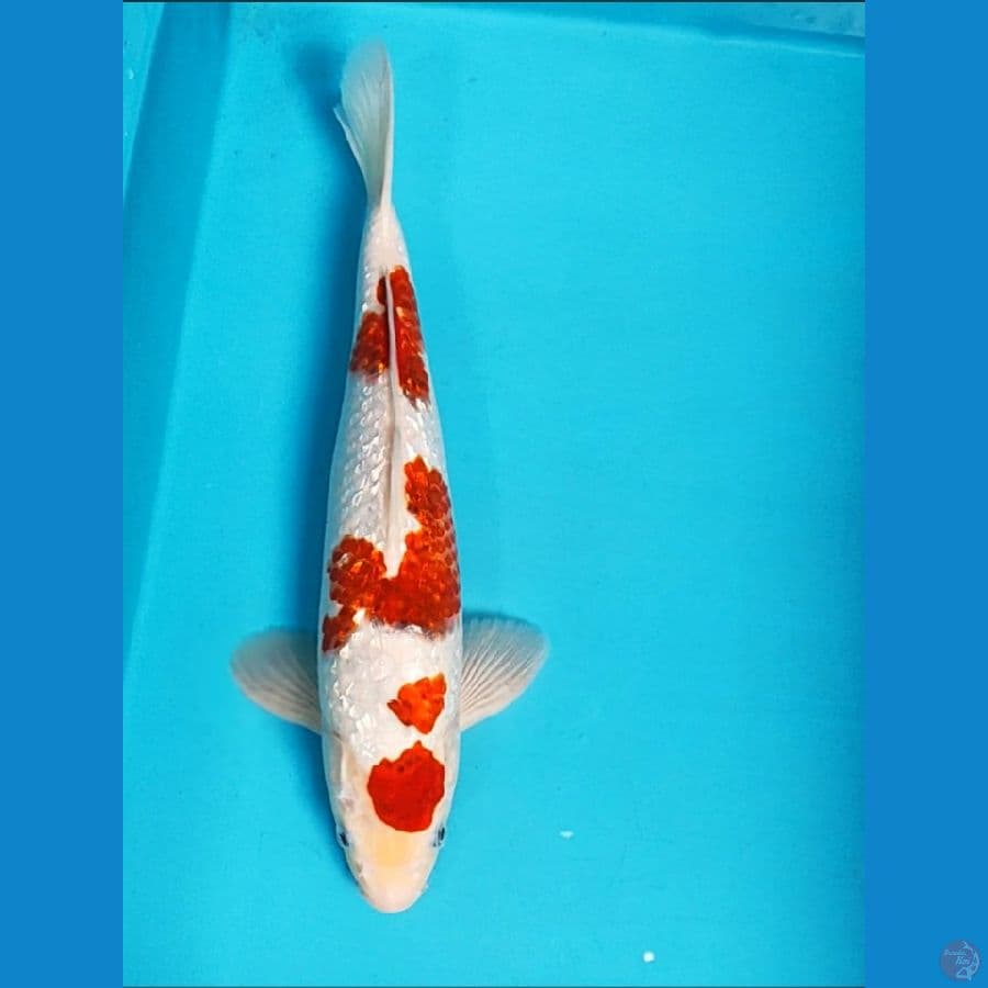 ai goromo strong 35cm male