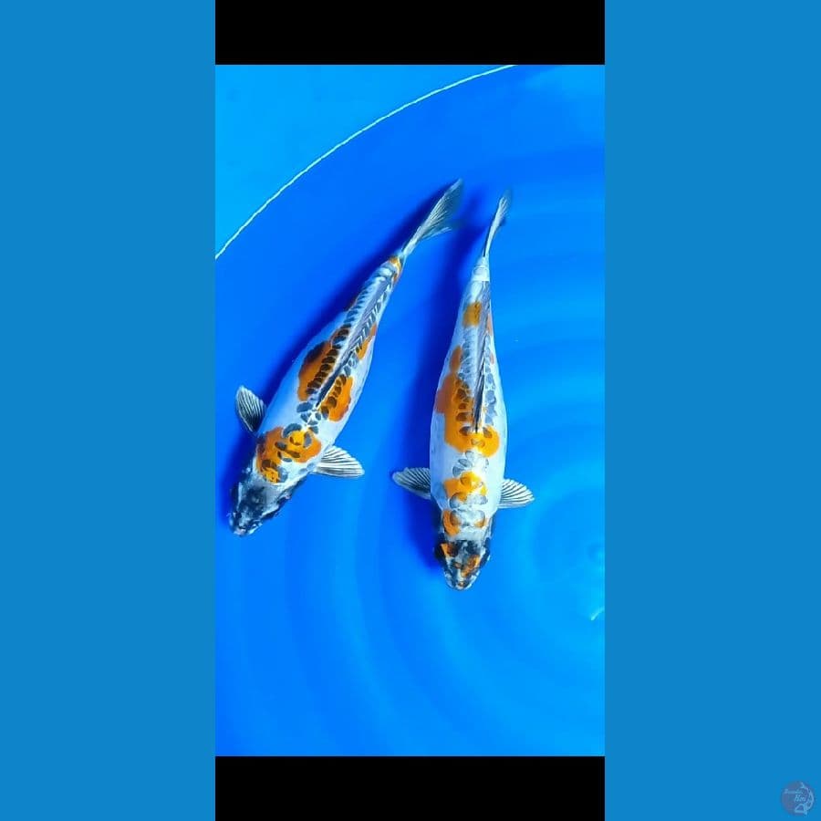 38-40cm