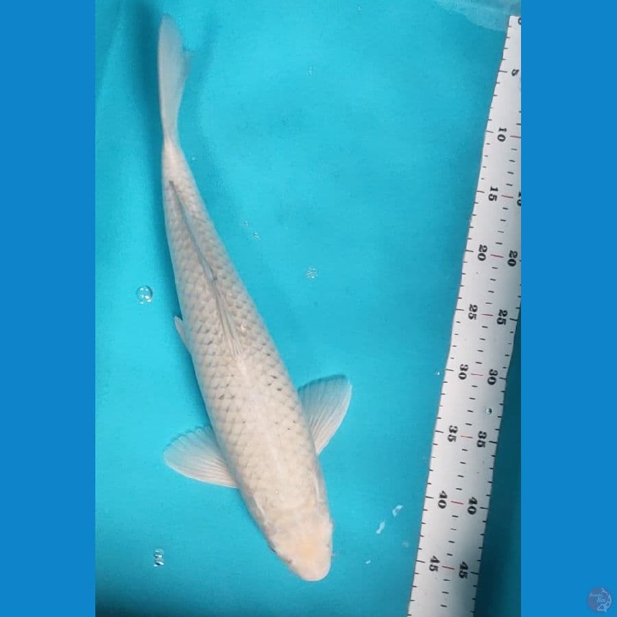 soragoi 43cm male