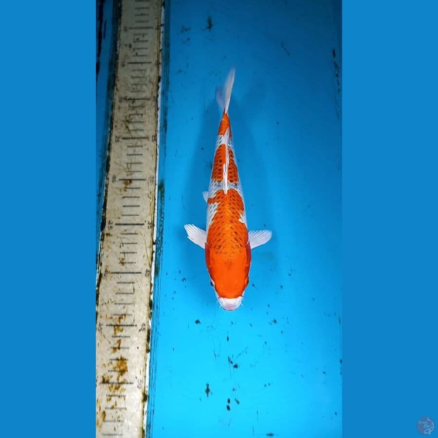 Kujaku 25cm
