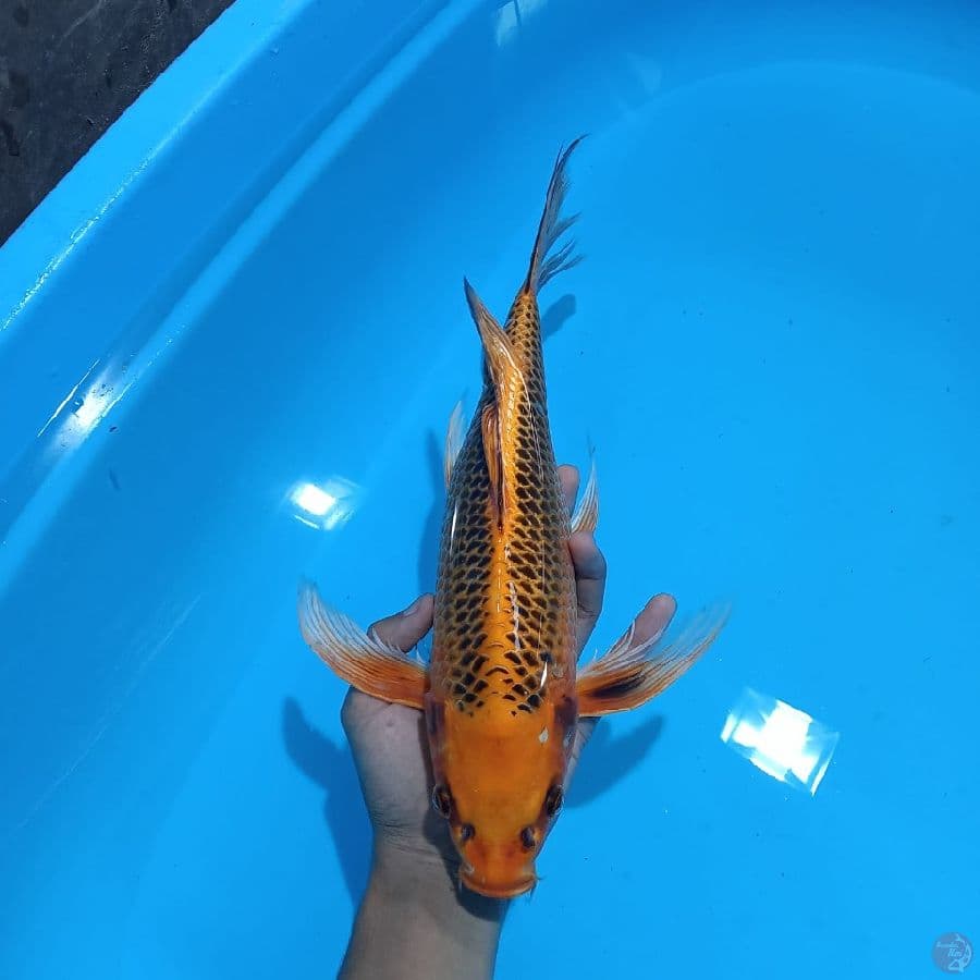 KUMPAY MATSUBA GOOD RING 37CM