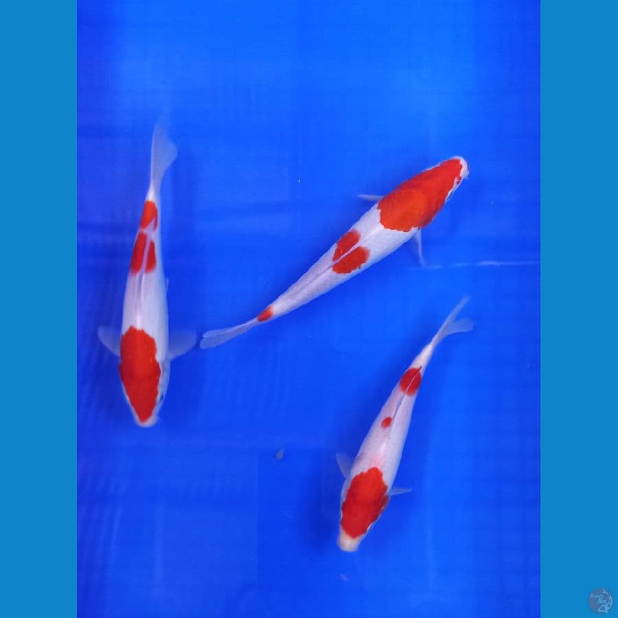 paket kohaku 3 ekor 18-21cm