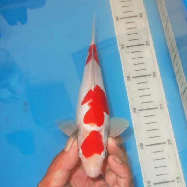 KOHAKU APIK