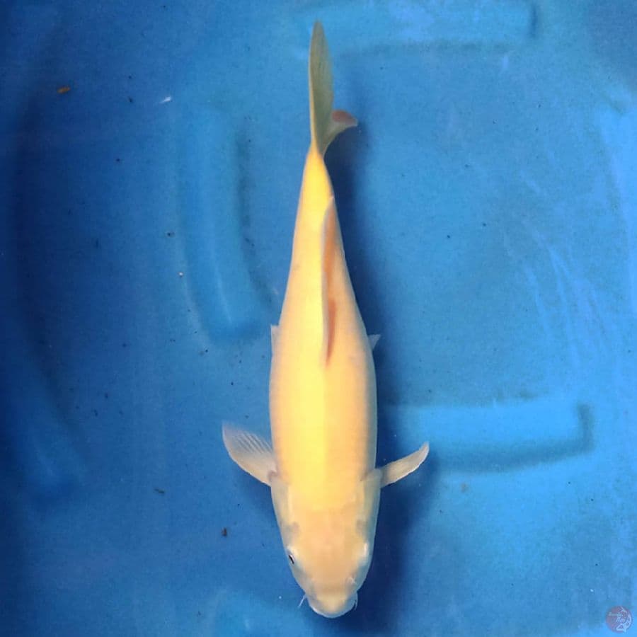 Karashi Female 33 cm