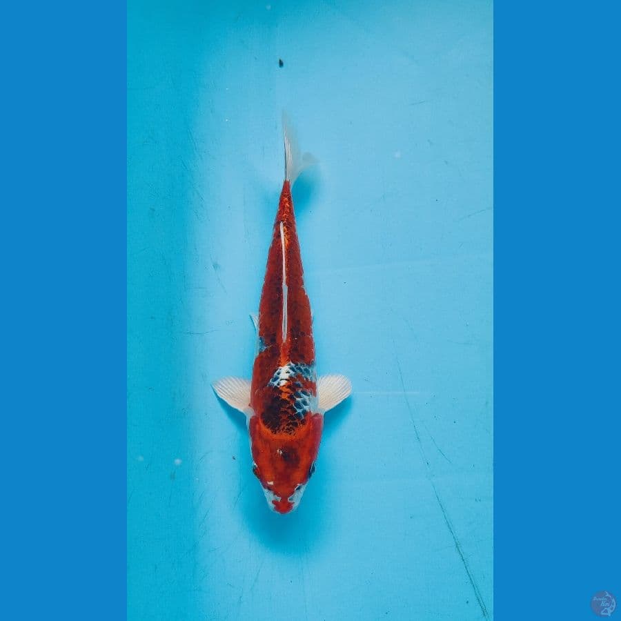KUJAKU 21 cm ARIAKA KOI FARM