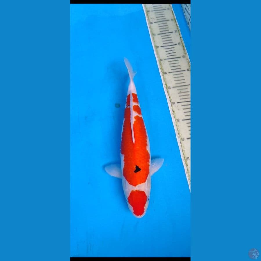 maruten sanke tategoi.... 40cm