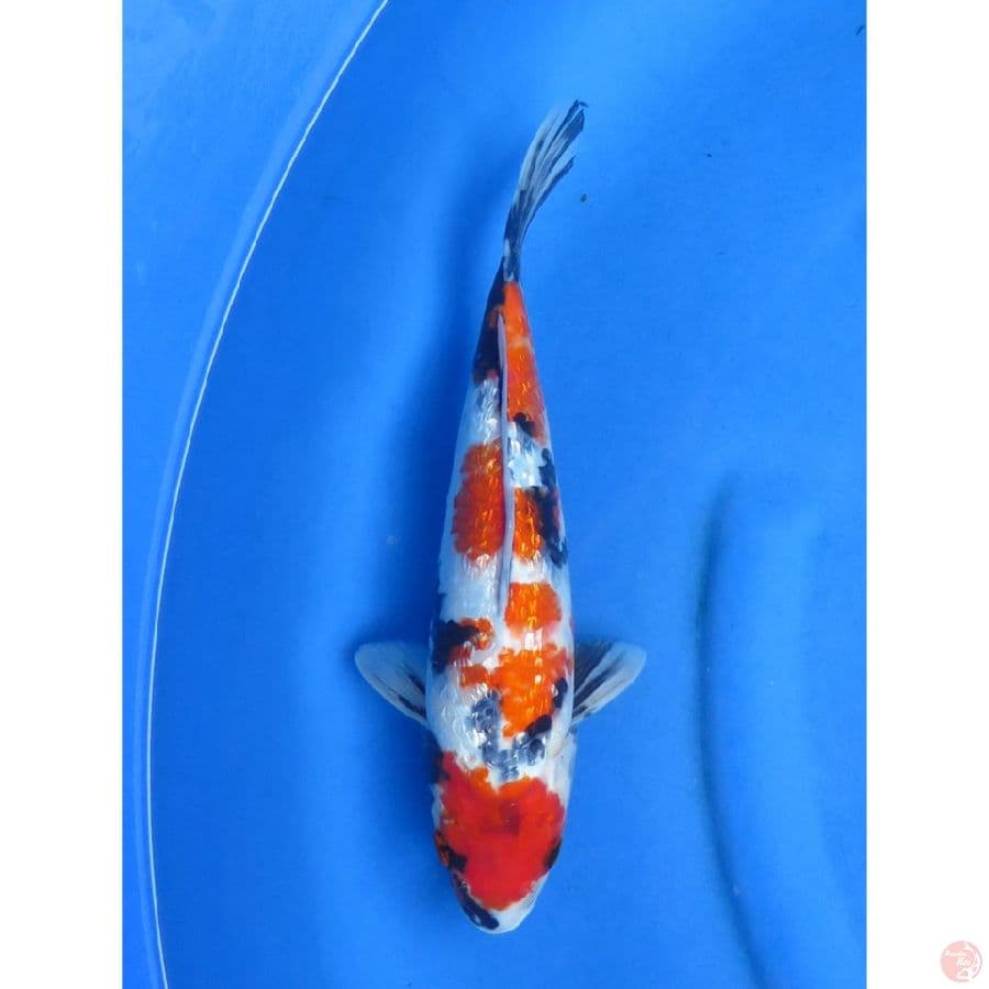 Maruten Showa Ginrin SQ - 36cm
