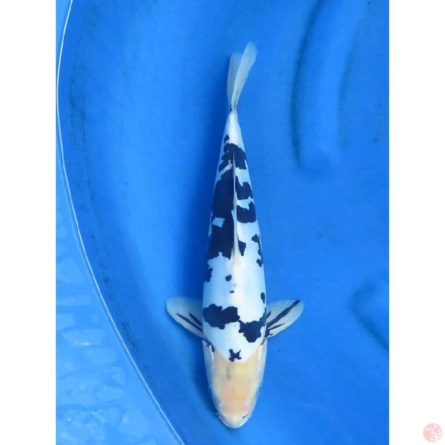 33cm - Bekko doitsu murni
