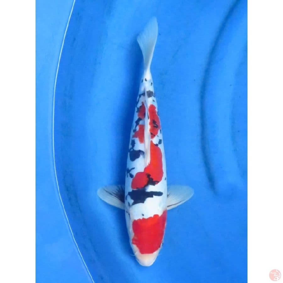 34cm - Red Sanke doitsu murni