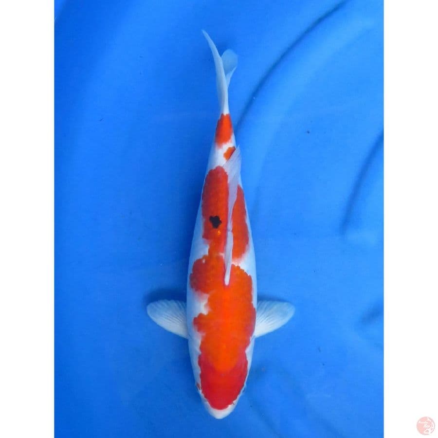 Sanke Evolution - 39cm