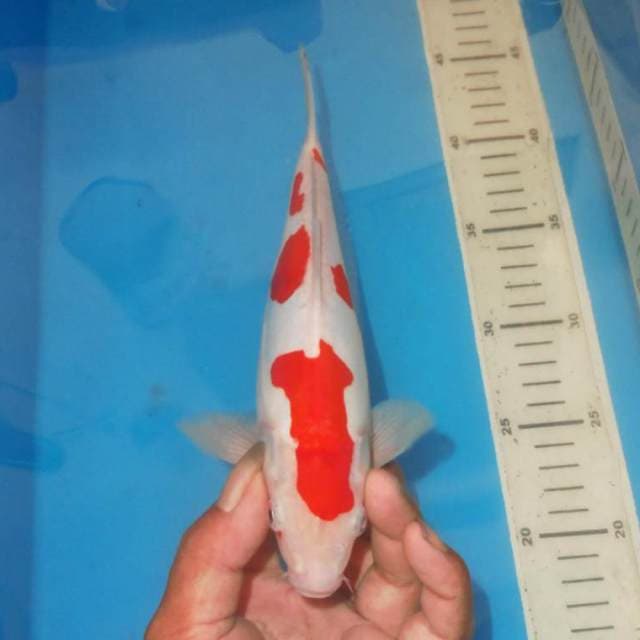 KOHAKU TOTOL TOTOL