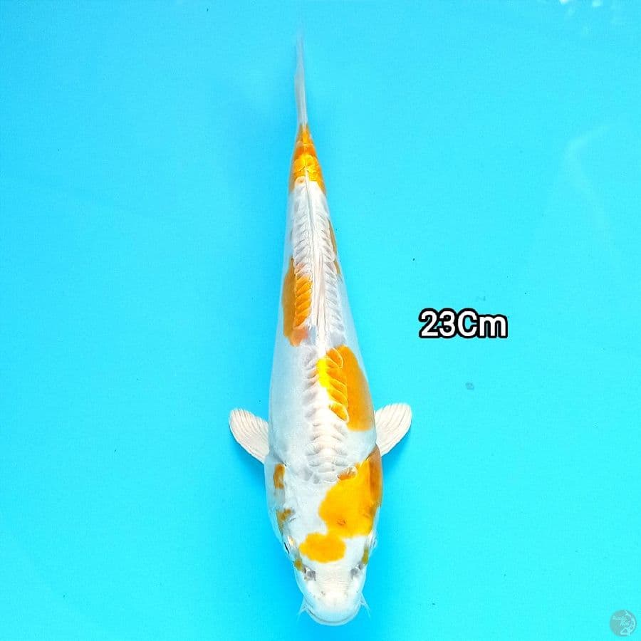 Kujaku doitsu 23cm