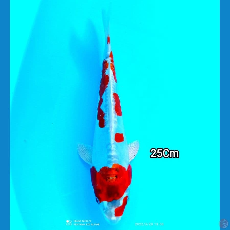 Kikokuryu 25Cm