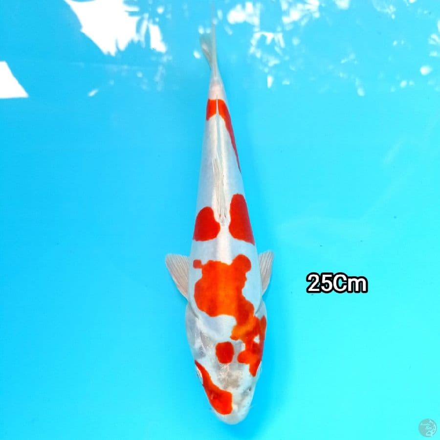 Kujaku Doitsu 25Cm