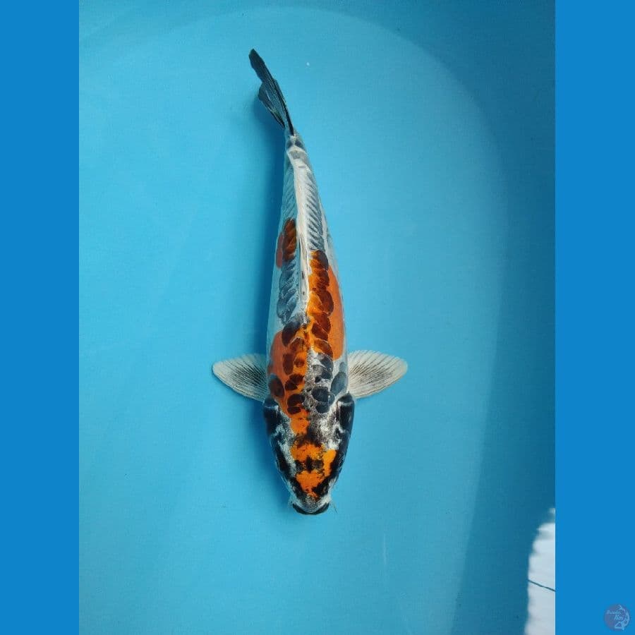 kikoryu 34 cm