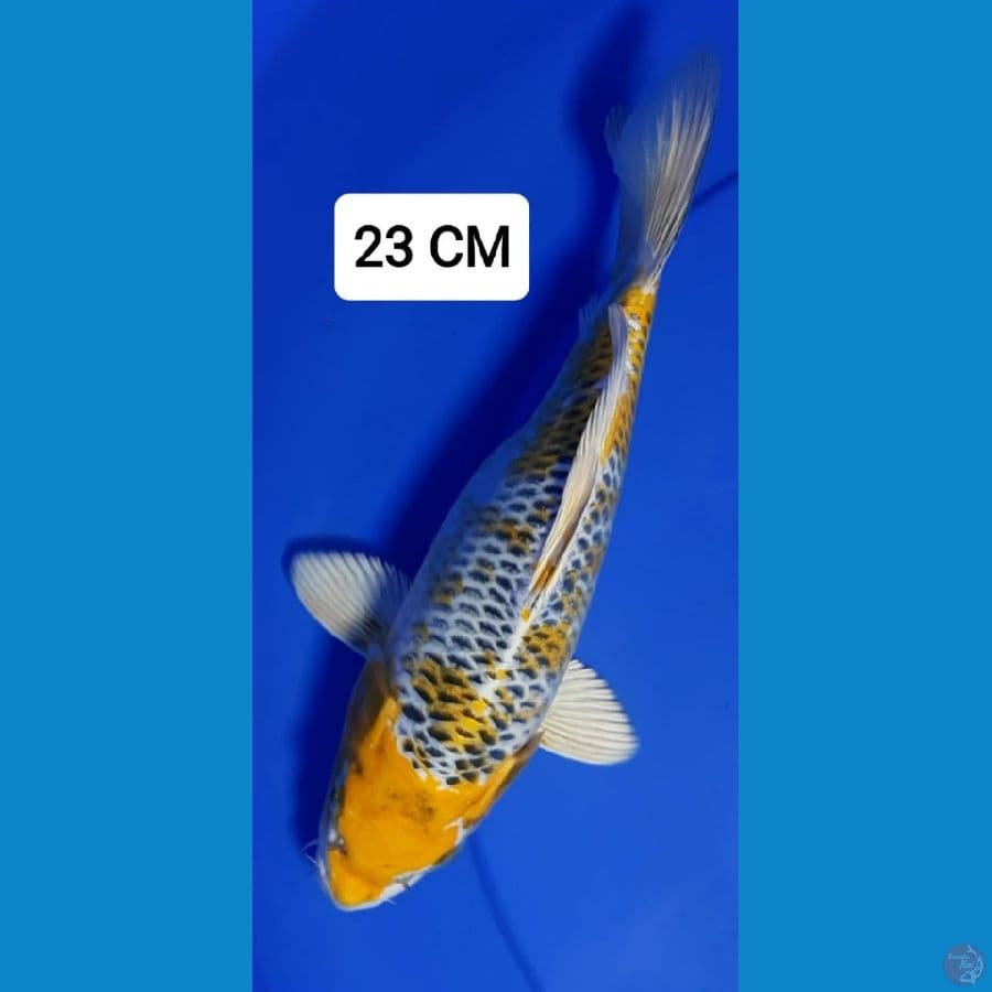Kujaku 23cm