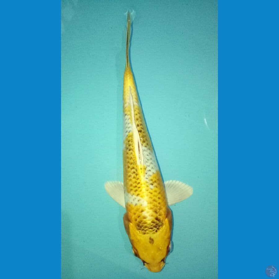 inazuma Kujaku 18 cm