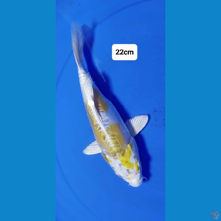 Hariwake Doitsu 22cm