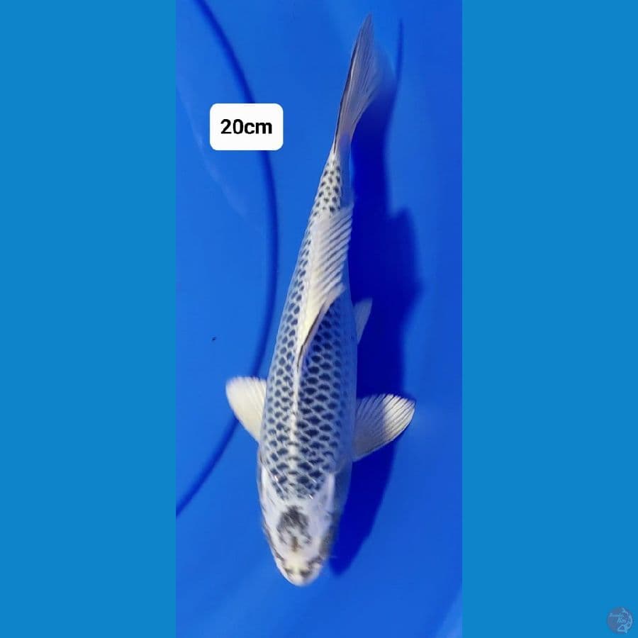 Matsuba 20cm