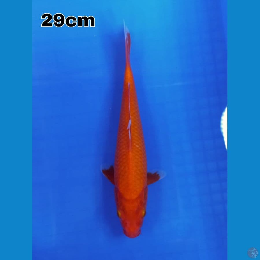 beigoi 30 cm tembus