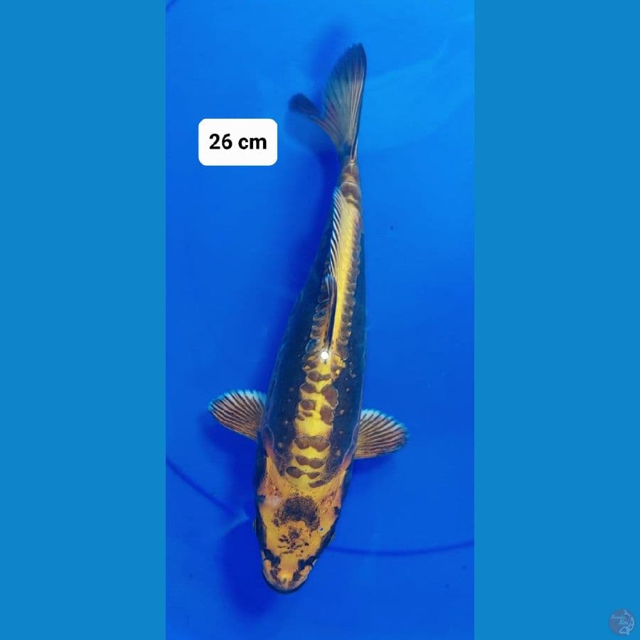 KIKO 26cm