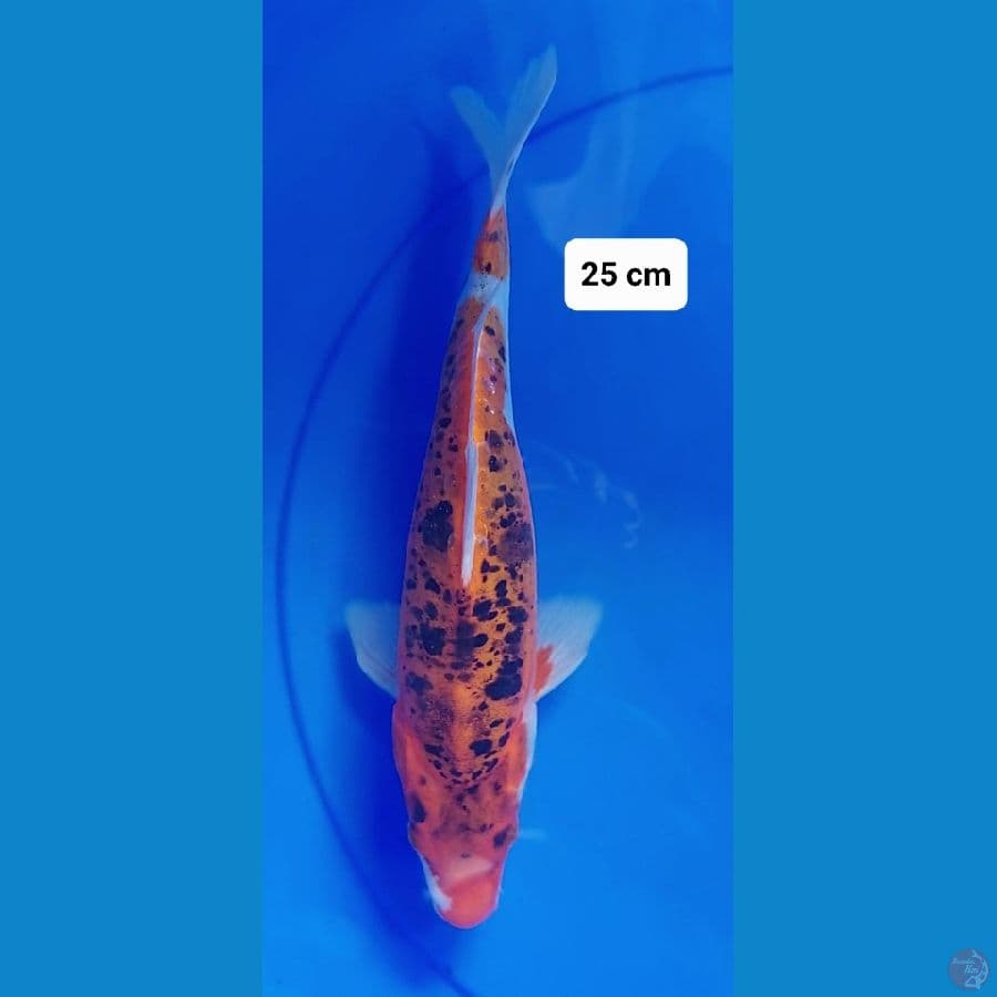 Mix 25cm