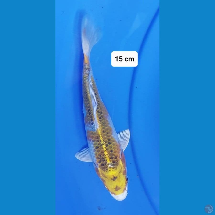 KUJAKU 15cm
