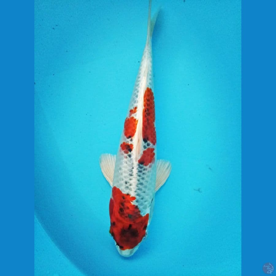 Red Kujaku 25 cm