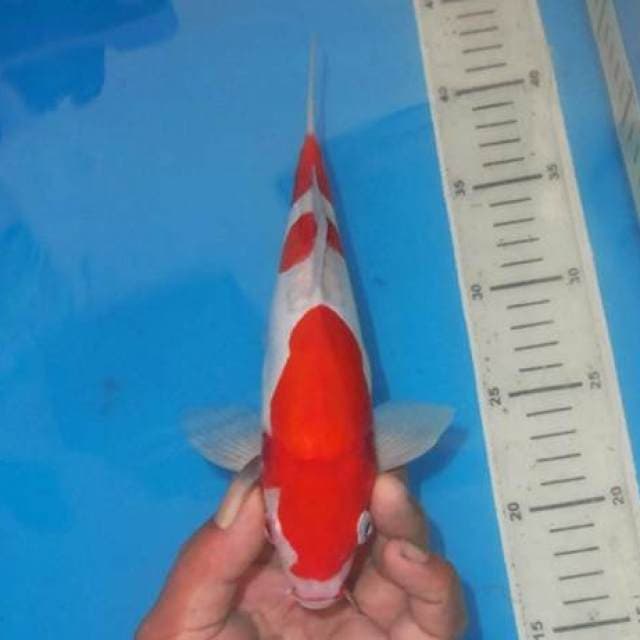 TRISULA KOHAKU 3STEP