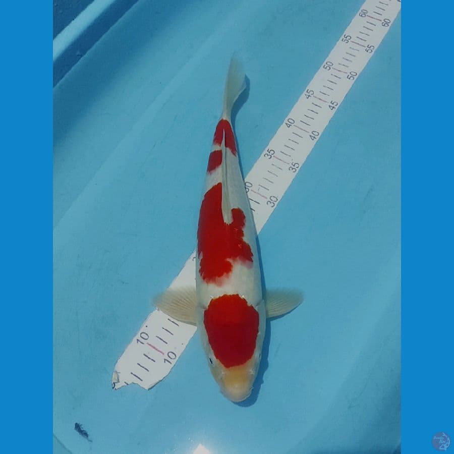 KOHAKU SHOW