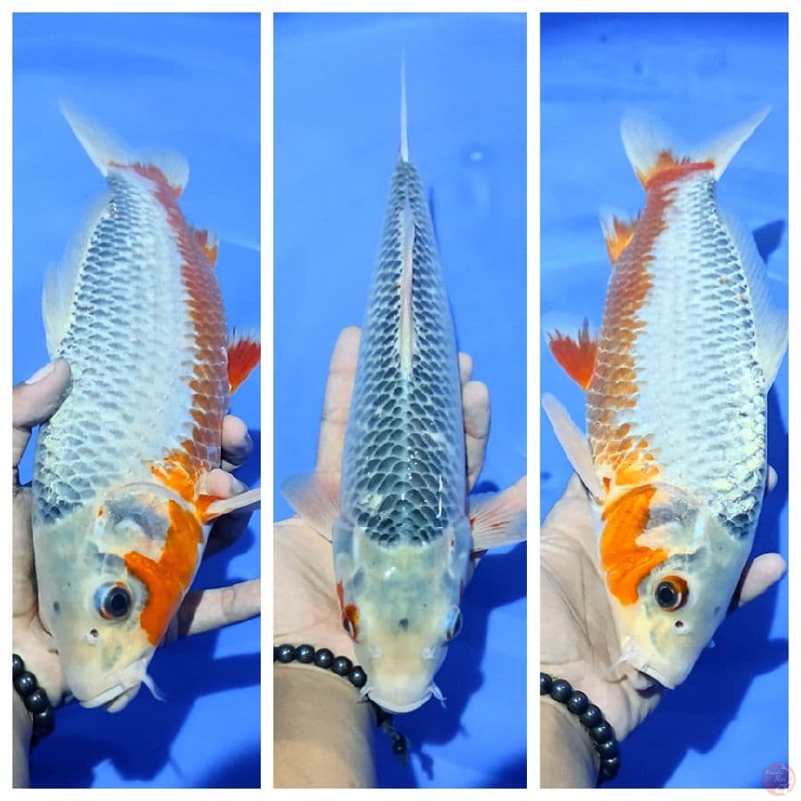 asagi 35cm