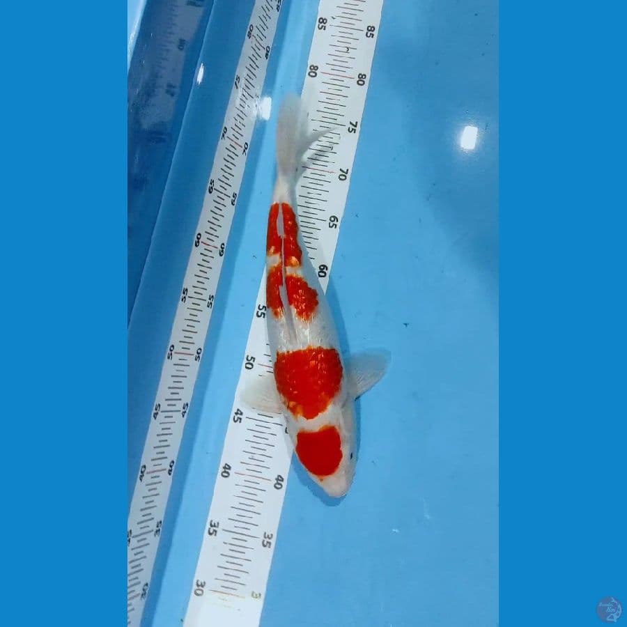 KOHAKU MARUTEN GINRIN